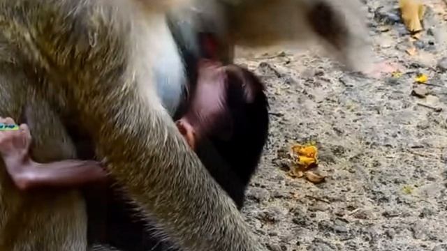 С молчаливого одобрения макаки и с лёгкой руки оператора вышел ещё один сюжет из ...1000007197.mp4 смотреть онлайн