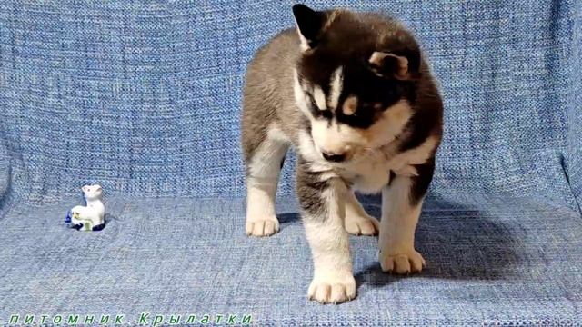Предлагаем голубоглазую девочку щенка хаски, черно-белую, родилась 7 апреля 2025 года