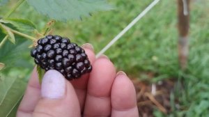 ежевика Глория,6 июля 2024,самая ранняя из моих сортов