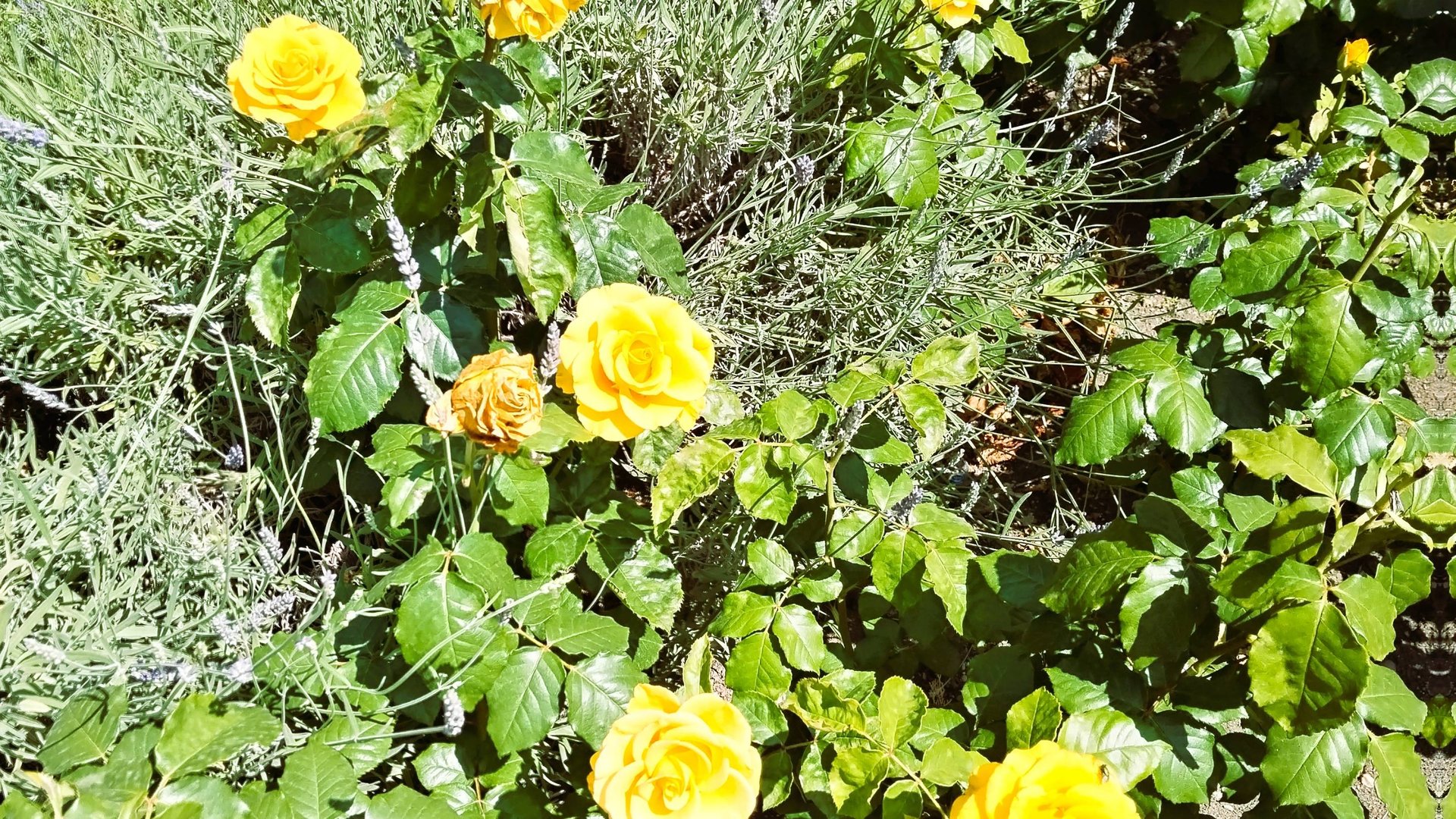 Розы в Геленджике. Увидела красивую клумбу с желтыми розами смотреть онлайн