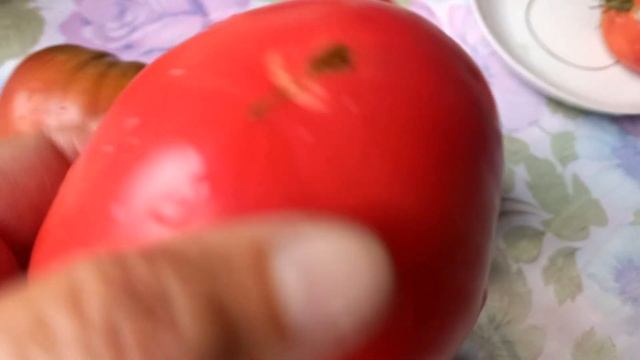 Обзор томатов 29 сентября 2022 год смотреть онлайн