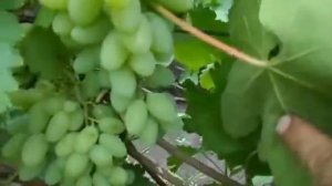 Сорт винограда Тимур