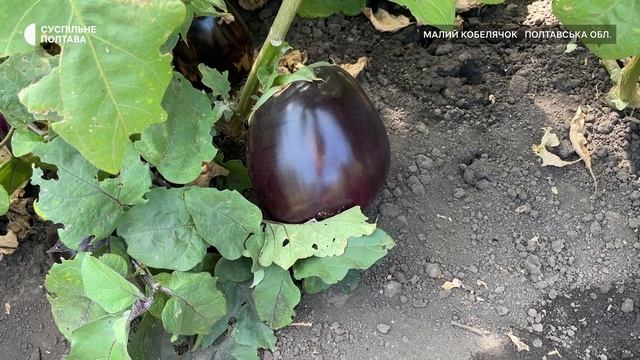 На Полтавщині чоловік виростив баклажан вагою 2,5 кіло?