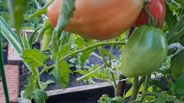 Гном Десперадо. Томаты 2024.