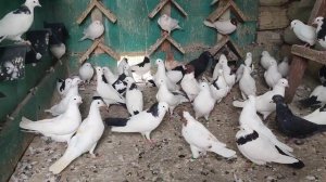 Отвечаю на вопросы почему голуби без крыльев #бакинск?