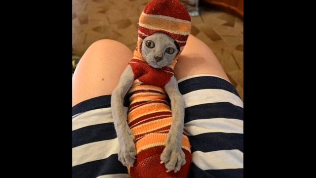 Смешные Фотки смотреть онлайн