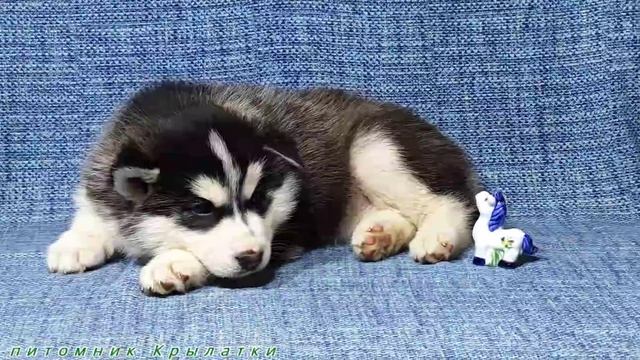 Предлагаем девочку щенка хаски, черно-белую, родилась 7 апреля 2025 года