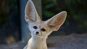 Ушастые  животные... Животные с самыми большими ушами!