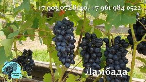 Самый #ультра-ранний #виноград #Ламбада