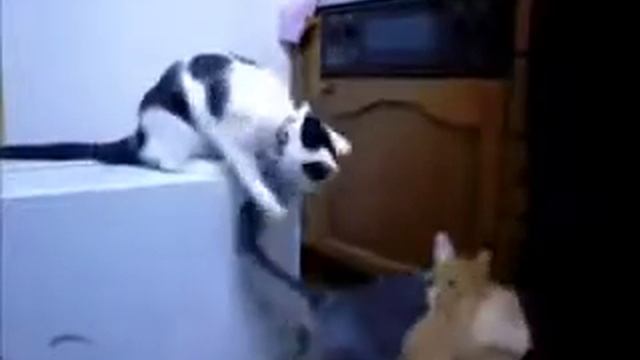 Самое ржачное видео в мире короткие ролики Прикольные и смешные видеоролики 3 смотреть онлайн