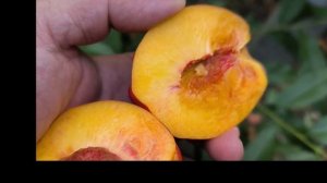 Новый сорт нектарина Экстрим ред (Extreme RED (Испания)