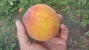 Персик Лаурол