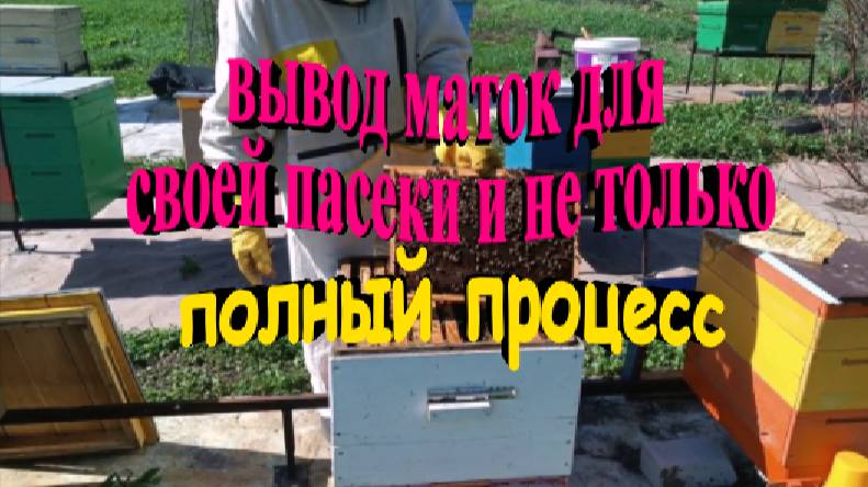 Вывод маток для своей пасеки и не только.Полный процесс от сота под засев до полного облета маток смотреть онлайн