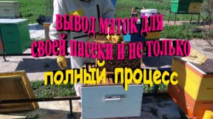 Вывод маток для своей пасеки и не только.Полный процесс от сота под засев до полного облета маток