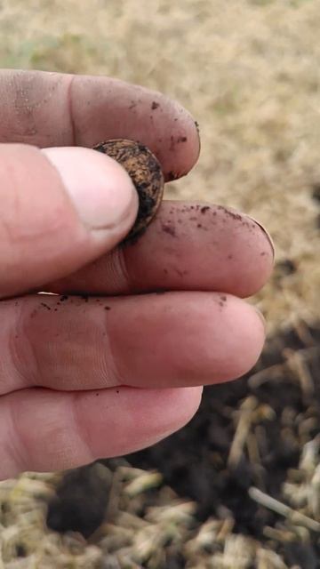 3 коп 1930 год #металлоискатель #коп #поисксметаллоискат? смотреть онлайн