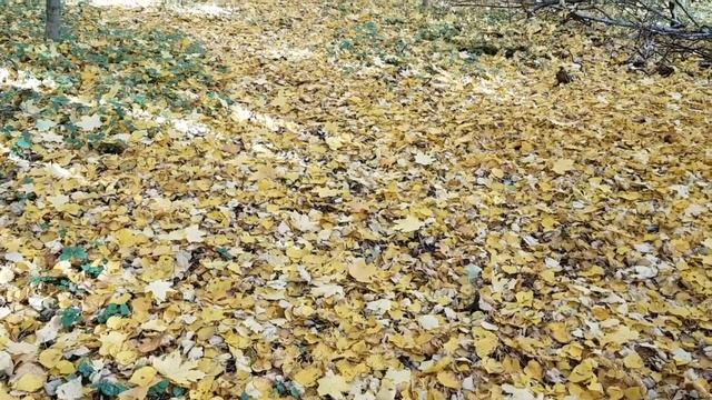 Осень 2018 в Москве: 15 окт смотреть онлайн