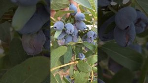 Сорт жимолости Голубое Сокровище