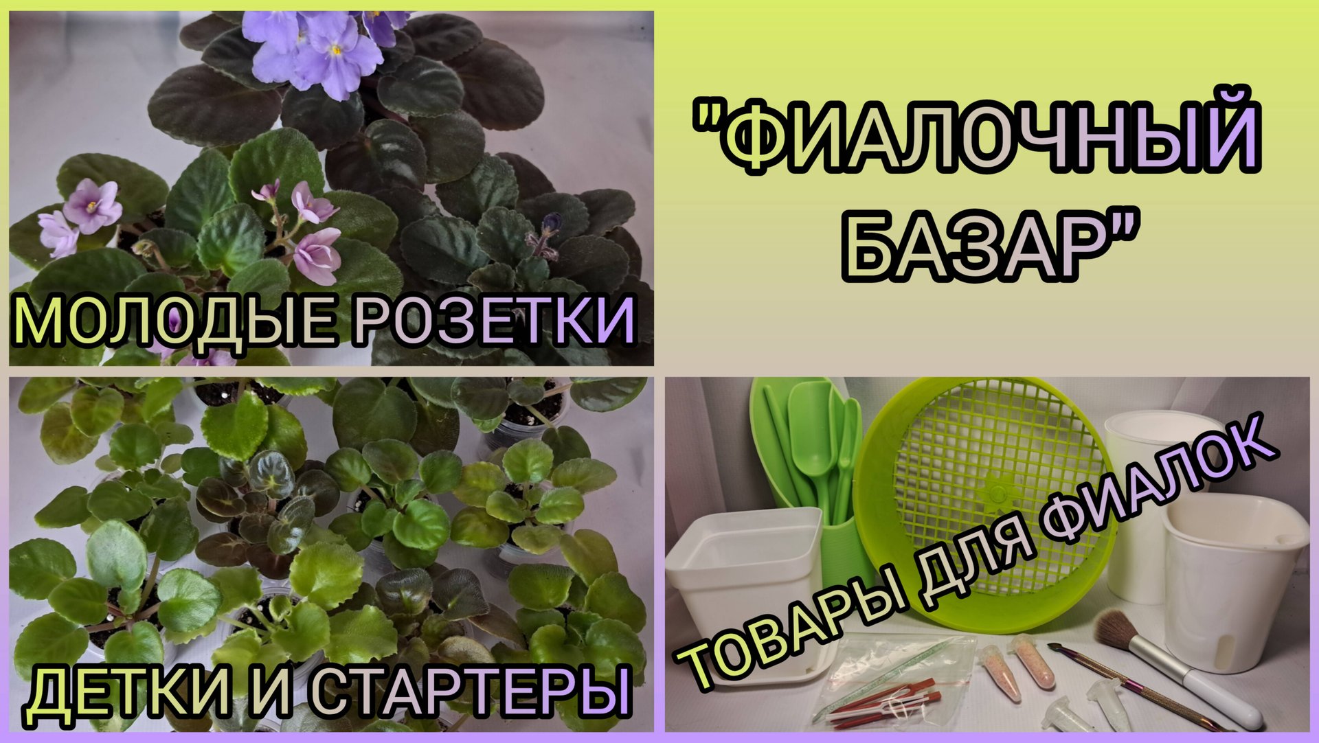 "ФИАЛОЧНЫЙ БАЗАР" - продажа фиалок. смотреть онлайн