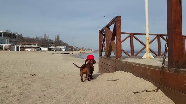 МОРЕ ФІАЛОК І МОРЕ ЛЮДЕЙ. І ЦЕ ЩЕ НЕ ВИХІДНИЙ!!!