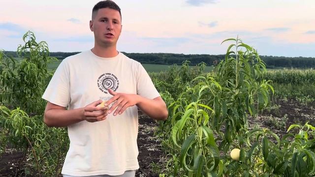 Айс Пич Саджанці на осінь