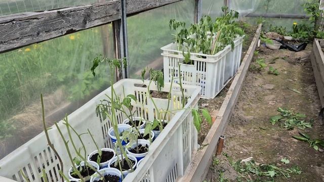 Замёрзла рассада! Спасаю рассаду томатов. Что делать с