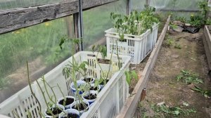 Замёрзла рассада! Спасаю рассаду томатов. Что делать с