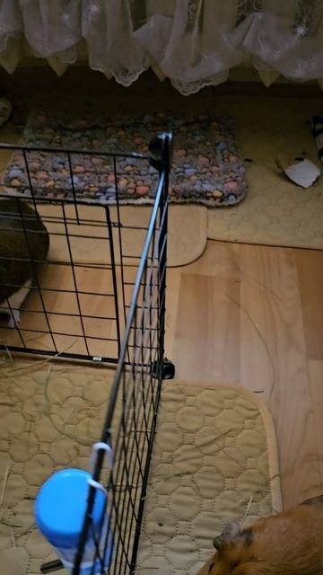 Огуречный завтрак у свинок