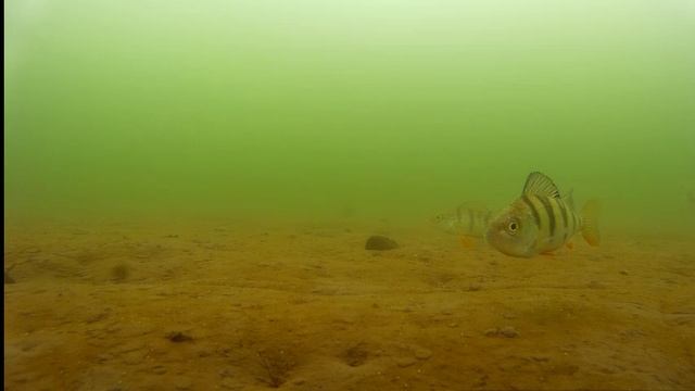 Апрельский окунь на Братском водохранилище подводное видео 13.04.2016г. смотреть онлайн