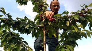 Ранняя черешня, сорт Вега (Венгрия).