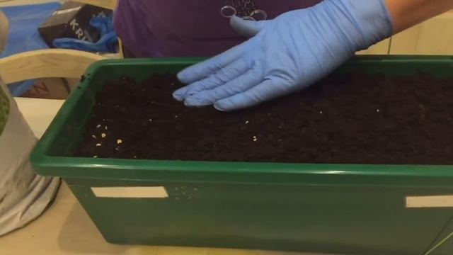 Новый посев семян болгарского перца смотреть онлайн