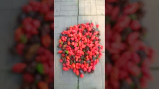 Супер острые перцы, очередной урожай собрали.