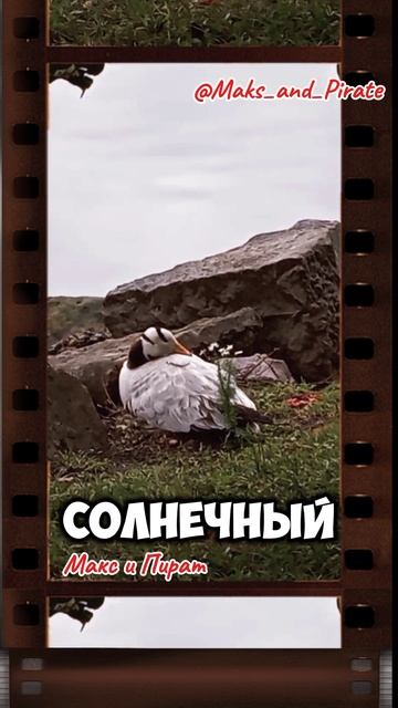 Утка на пруду смотреть онлайн