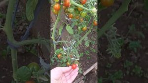 черри длинная коса, помидоры, прелести загородной жиз?