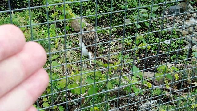 Московский зоопарк. Болотная сова.