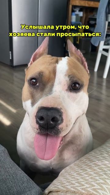 У вас так же? #shortvideo #staff #стаффорд #стаффордширскийтерьер #amstaff #амстафф #юмор смотреть онлайн