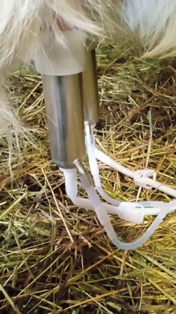 Отзыв на портативный доильный аппарат AGRI для коз смотреть онлайн