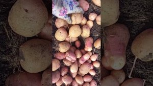 Картофель Кумач, достойный сорт! 2024 год