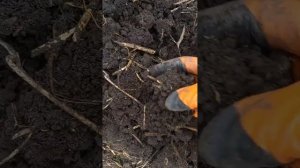 Первая копка картофеля сорт Метеор.18.08.2024 года