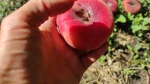 Инжирный персик Уфо-4