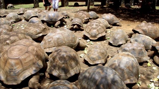 Маврикий. Парк Ваниль. Гигантские черепахи. смотреть онлайн