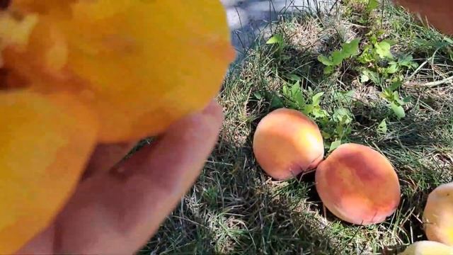 Какой сорт персика? Сан Крест? смотреть онлайн