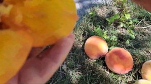 Какой сорт персика? Сан Крест?