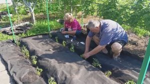 112. Лучшая посадка помидор в открытый грунт.