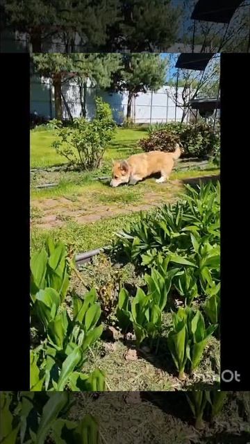 Вельш корги мальчик