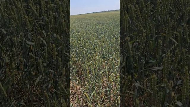 День поля озимая пшеница сорт Еланчик смотреть онлайн