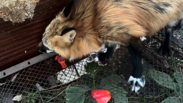 Лиса хрумкает перец