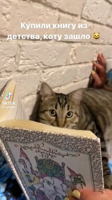 читаем сказки 7 летнему мальчику😂#shorts#cat#кошки#собака#юмор#приколы смотреть онлайн