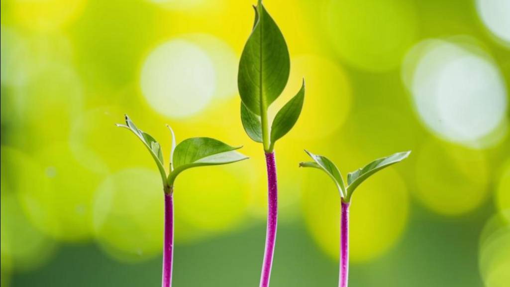 Рассада смотреть онлайн