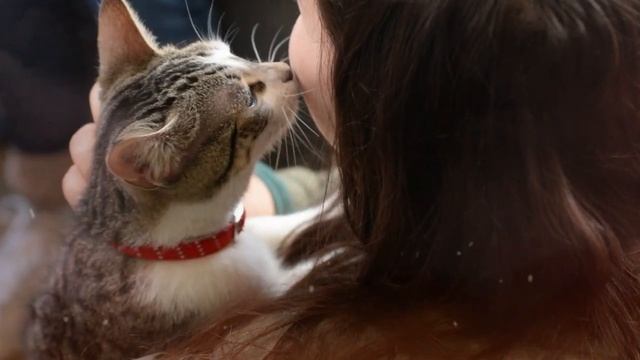 МОЖНО ЛИ ЦЕЛОВАТЬСВОЮ КОШКУ? МНЕНИЕ ХОЗЯЕВ И ВЕТЕРИНА?