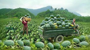 Девушка из Вьетнама собирает урожай арбузов на поле, для продажи на рынке. Жизнь во Вьетнаме